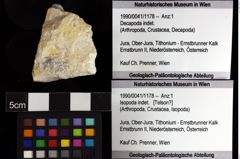 Foto (Objket + Etiketten) von Isopoda indet. 